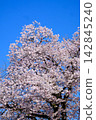 [Kanagawa Prefecture] Cherry blossoms dancing in the blue sky 142845240