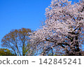 Cherry blossoms in full bloom and young zelkova leaves stand out against the blue sky. 142845241