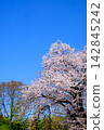 [Kanagawa Prefecture] Somei Yoshino cherry blossoms in full bloom, shining brightly against the blue sky. 142845242