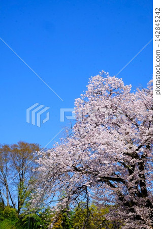 【神奈川縣】染井吉野櫻花盛開,在藍天的襯托下熠熠生輝。 【神奈川縣】染井吉野櫻花盛開,在藍天的襯托下熠熠生輝。 142845242
