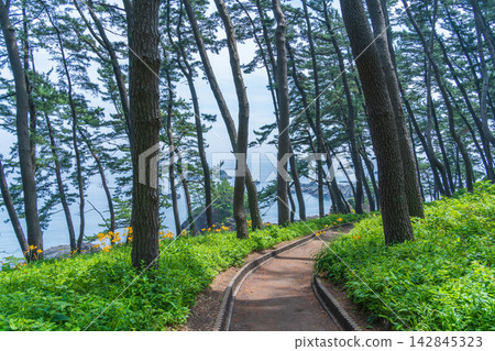 "Aomori Prefecture" Tanesashi Coast - The scenery of Yodo no Matsubara, where pine trees over 80 years old spread out. Hachinohe City "Aomori Prefecture" Tanesashi Coast - The scenery of Yodo no Matsubara, where pine trees over 80 years old spread out. Hachinohe City 142845323