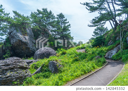 青森縣種佐海岸－淀之松原的景色，遍布樹齡超過80年的松樹。八戶市 142845332