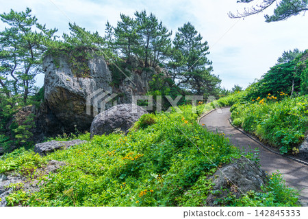 青森縣種佐海岸－淀之松原的景色，遍布樹齡超過80年的松樹。八戶市 142845333