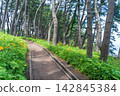 "Aomori Prefecture" Tanesashi Coast - The scenery of Yodo no Matsubara, where pine trees over 80 years old spread out. Hachinohe City 142845384
