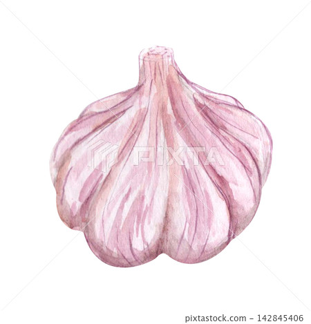 Watercolor Pink Garlic Bulb 142845406