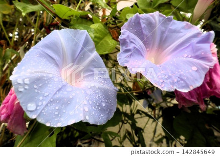 夏日花卉:雨間:牽牛花:牽牛花花園:九月花卉 夏日花卉:雨間:牽牛花:牽牛花花園:九月花卉 142845649