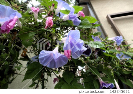 夏日花卉：雨間：牽牛花：牽牛花花園：九月花卉 142845651
