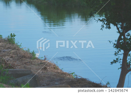 一隻大白鷺站在河岸邊 一隻大白鷺站在河岸邊 142845674