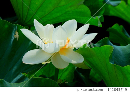 Beautiful white lotus flower Beautiful white lotus flower 142845749