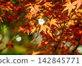 Bright autumn leaves 142845771