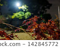 Maple leaves at night 142845772