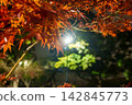 Autumn leaves lighted up 142845773