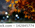 Autumn leaves lighted up 142845774