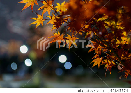 Autumn leaves lighted up 142845774