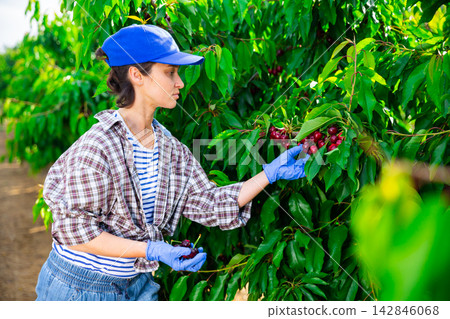 Middle aged woman picking cherries in fruit garden Middle aged woman picking cherries in fruit garden 142846068