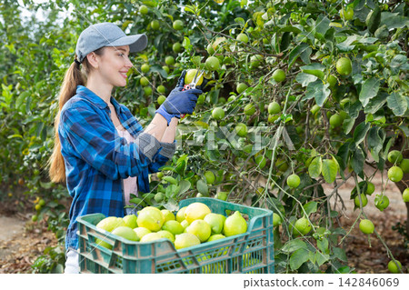 Delighted farmer woman holding lemons in fruit farm Delighted farmer woman holding lemons in fruit farm 142846069