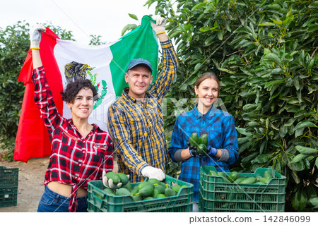 Smiling farmers holding Mexico flag in avocado plantation Smiling farmers holding Mexico flag in avocado plantation 142846099