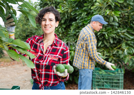 Joyful skilled young Latin female gardener in plaid shirt gathering fresh organic avocado fruits on farm in autumn 142846130