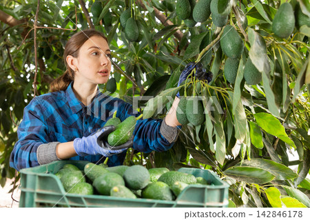 Skilled young woman farmer employee in plaid shirt harvesting fresh avocados during work on farm during daytime Skilled young woman farmer employee in plaid shirt harvesting fresh avocados during work on farm during daytime 142846178