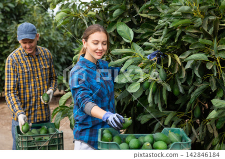 Happy young man and woman farmers harvesting avocados in garden Happy young man and woman farmers harvesting avocados in garden 142846184