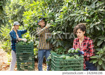 Skilled Latin female picking ripe organic avocados in plastic container box in orchard or on farm on fall day, workers on background Skilled Latin female picking ripe organic avocados in plastic container box in orchard or on farm on fall day, workers on background 142846196