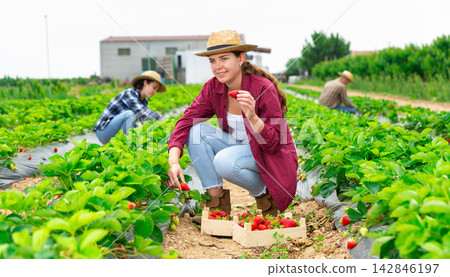 Smiling young female farm worker harvesting strawberries on farm plantation Smiling young female farm worker harvesting strawberries on farm plantation 142846197