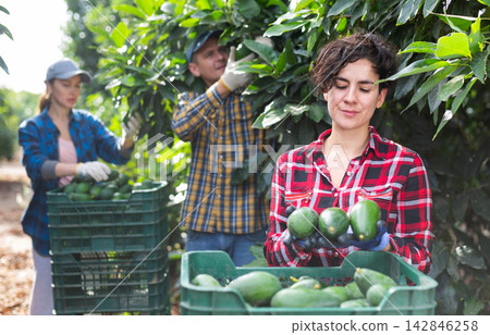 Skilled Latin woman with plastic container box full of avocados on farm Skilled Latin woman with plastic container box full of avocados on farm 142846258