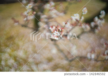 Plum blossoms in full bloom in early spring at Shokado Park in Yawata City, Kyoto Prefecture Plum blossoms in full bloom in early spring at Shokado Park in Yawata City, Kyoto Prefecture 142846502