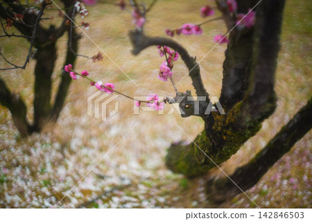 京都府八幡市莊戶公園,早春時節,梅花盛開。 京都府八幡市莊戶公園,早春時節,梅花盛開。 142846503
