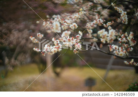 Plum blossoms in full bloom in early spring at Shokado Park in Yawata City, Kyoto Prefecture Plum blossoms in full bloom in early spring at Shokado Park in Yawata City, Kyoto Prefecture 142846509