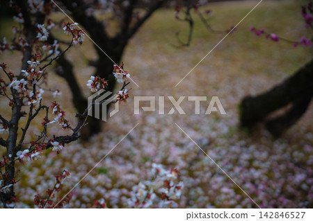 Plum blossoms in full bloom in early spring at Shokado Park in Yawata City, Kyoto Prefecture Plum blossoms in full bloom in early spring at Shokado Park in Yawata City, Kyoto Prefecture 142846527