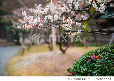 Plum blossoms in full bloom in early spring at Shokado Park in Yawata City, Kyoto Prefecture Plum blossoms in full bloom in early spring at Shokado Park in Yawata City, Kyoto Prefecture 142846531
