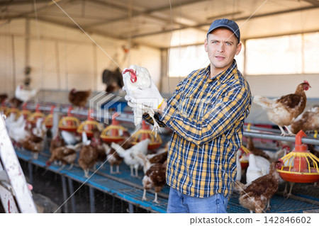 Successful chicken breeder standing in henhouse with laying hen in hands Successful chicken breeder standing in henhouse with laying hen in hands 142846602