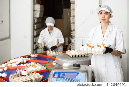 Female employee of poultry farm stacking carton trays with chicken eggs Female employee of poultry farm stacking carton trays with chicken eggs 142846691