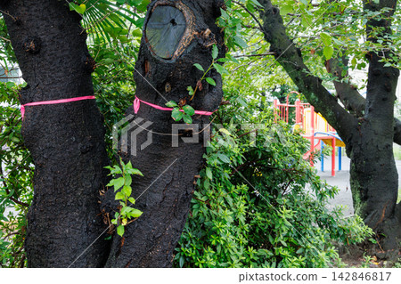 Old cherry trees in the park that are scheduled to be cut down Old cherry trees in the park that are scheduled to be cut down 142846817