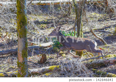 A wild male Japanese deer running around near Himeji in the Tanzawa Mountains. A wild male Japanese deer running around near Himeji in the Tanzawa Mountains. 142846841