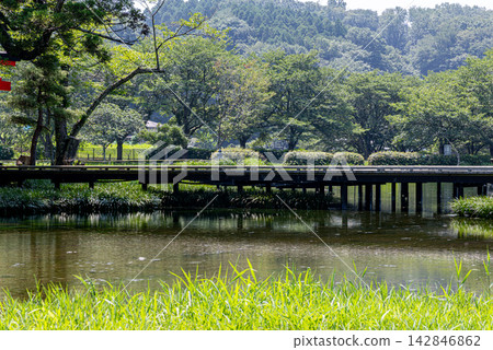 嚴島濕地公園：池塘景觀（神奈川縣中居町） 142846862