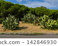 Prickly pear cactus, desert succulent plant growing along the road 142846930