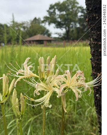 White spider lilies blooming delicately, adorned with raindrops (Tsutsujigaoka Second Park) White spider lilies blooming delicately, adorned with raindrops (Tsutsujigaoka Second Park) 142846932