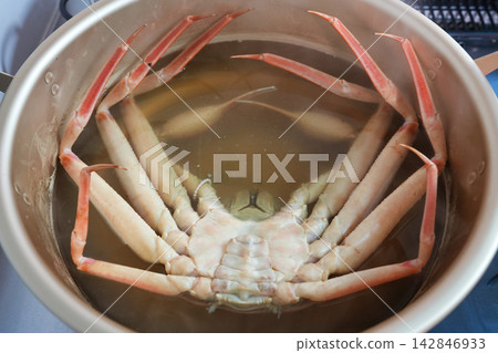 Snow crabs from Hamasaki being boiled in a pot Snow crabs from Hamasaki being boiled in a pot 142846933