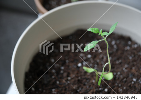 Close-up of sunflower seedlings growing in pots on a balcony Close-up of sunflower seedlings growing in pots on a balcony 142846943
