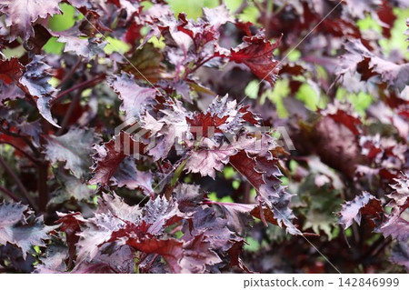 紅紫蘇葉快要成熟可以採了。 紅紫蘇葉快要成熟可以採了。 142846999