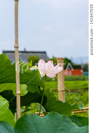 Lotus flowers and rural scenery Lotus flowers and rural scenery 142847039