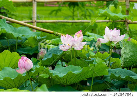 風景與蓮花和花蕾 風景與蓮花和花蕾 142847042