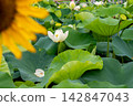 向日葵和蓮花 142847043