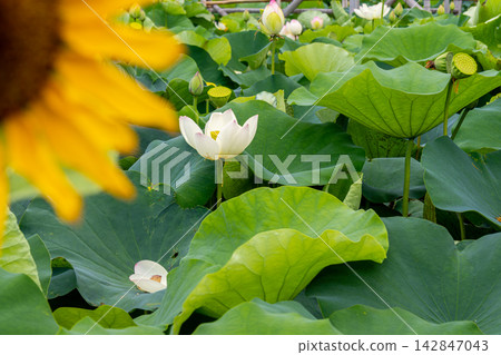 向日葵和蓮花 向日葵和蓮花 142847043