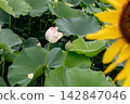 向日葵和蓮花 142847046