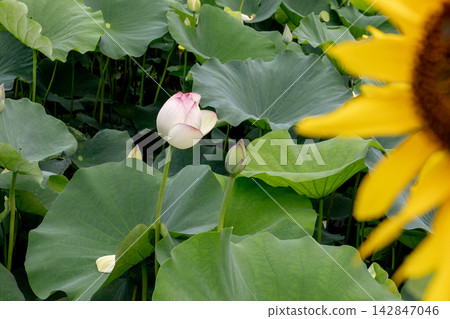 向日葵和蓮花 向日葵和蓮花 142847046