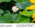 從葉子之間偷看的蓮花 142847047