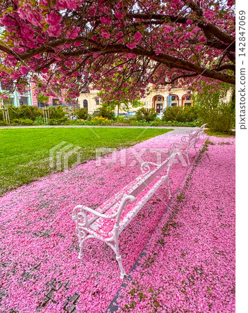 Sakura spring blossoms in park with benches and flowers on the ground Sakura spring blossoms in park with benches and flowers on the ground 142847069